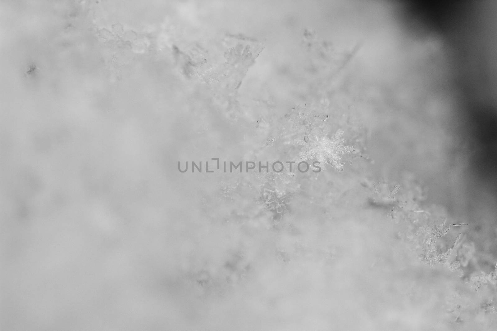 beauty white snowflake crystals on dark background