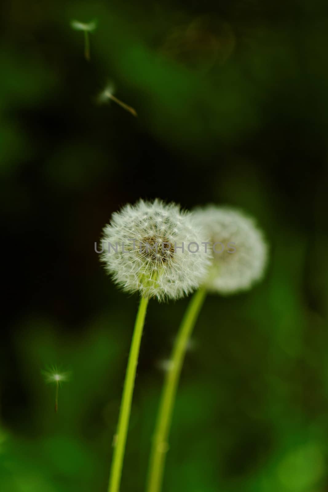 dandelion flower by NagyDodo