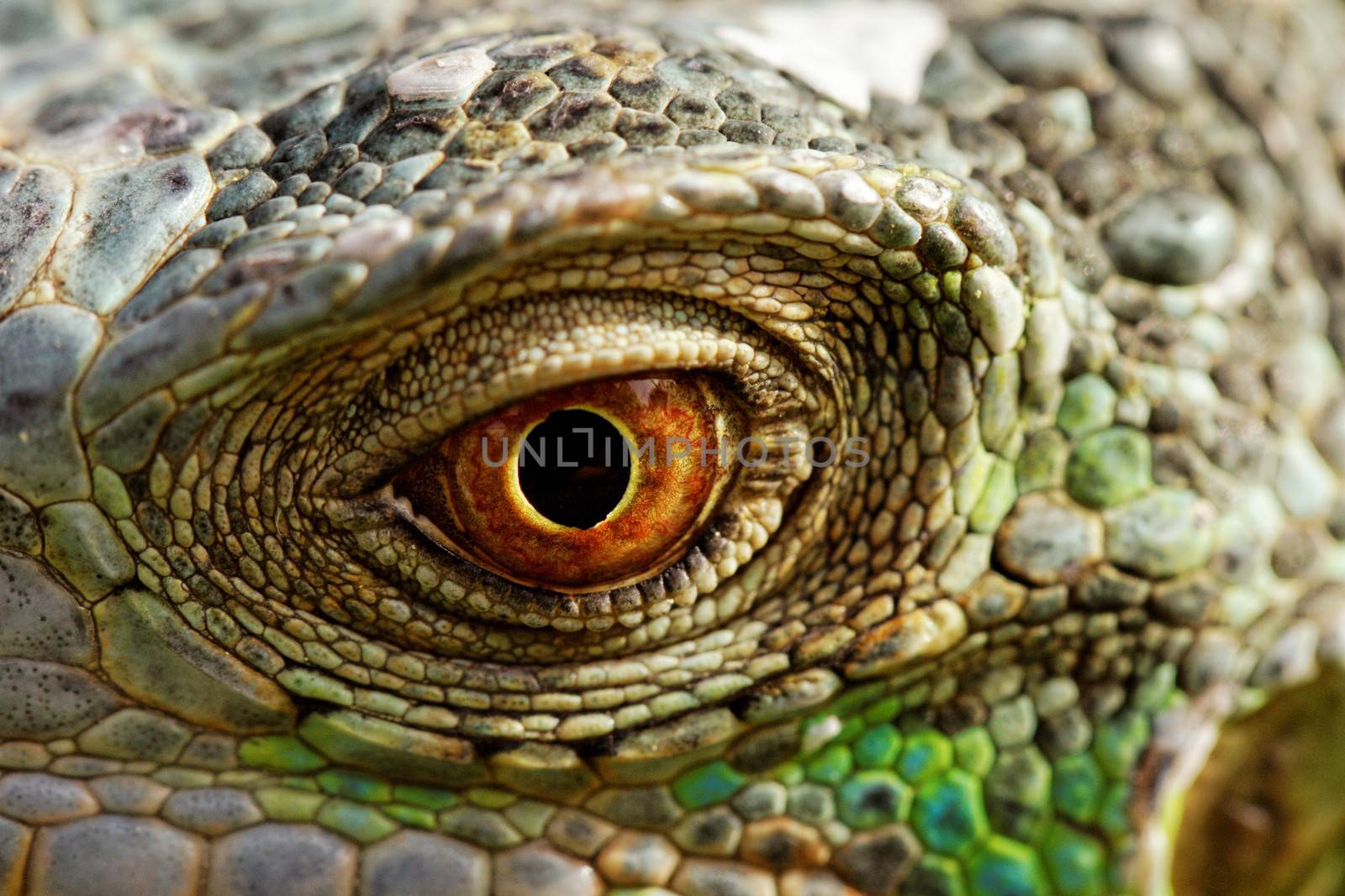 macro of a fantastic green iguana eye