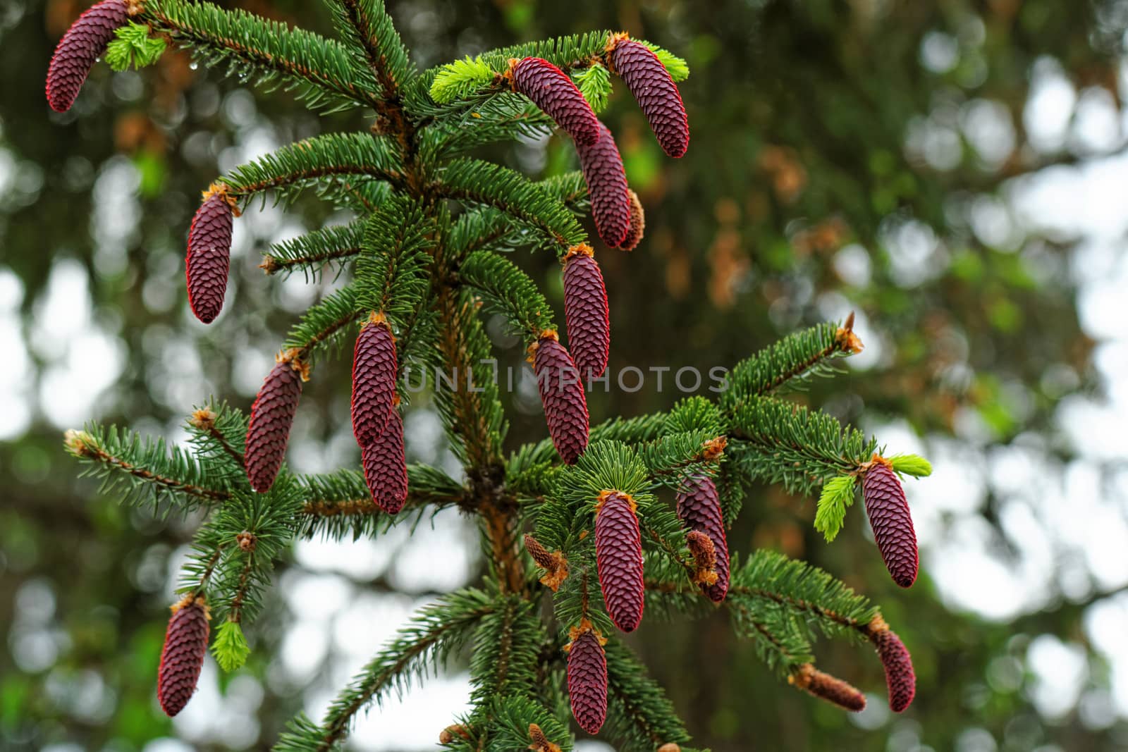 pine shoots and red pinecones on pine tree by NagyDodo