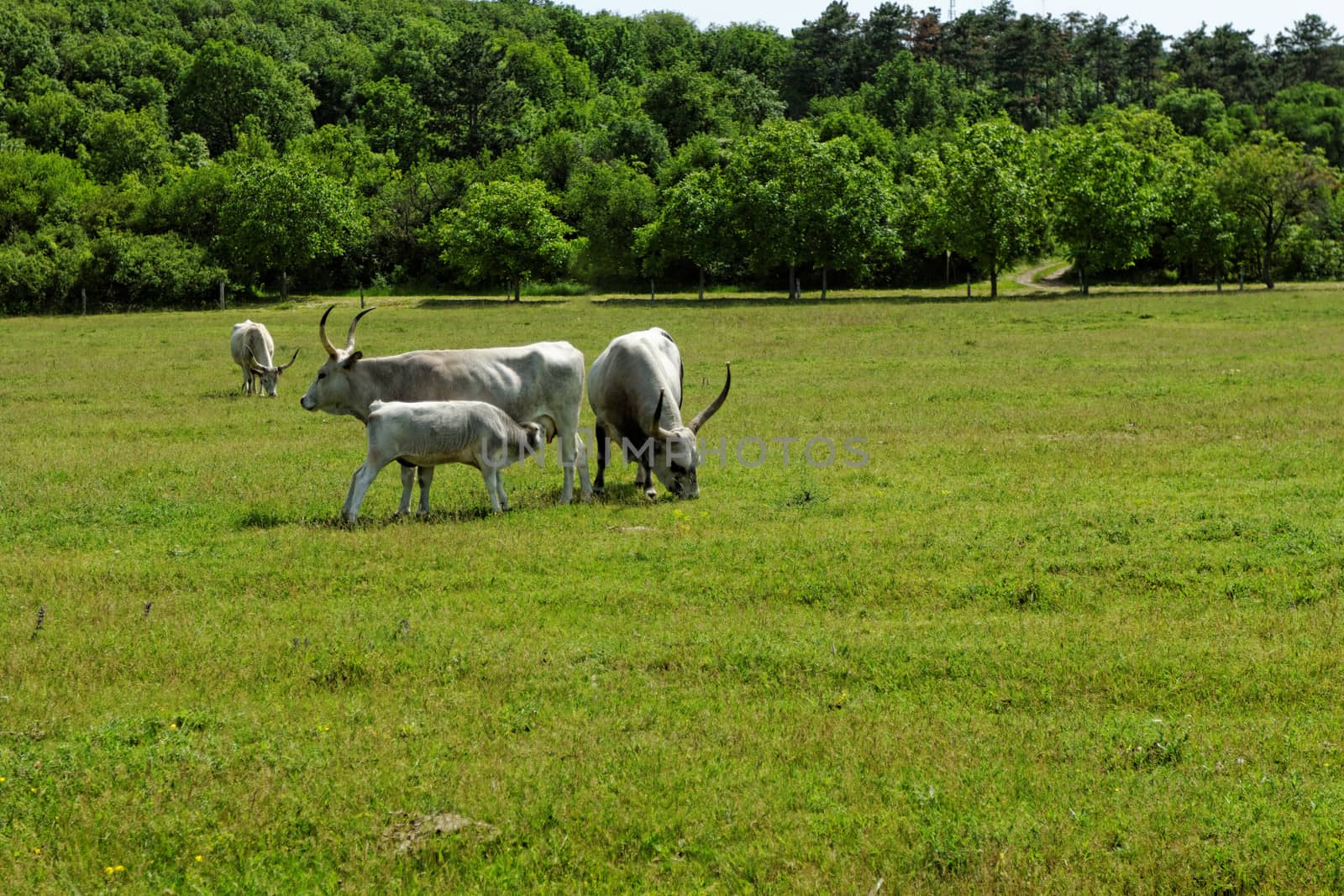 Hungarian grey cattle by NagyDodo