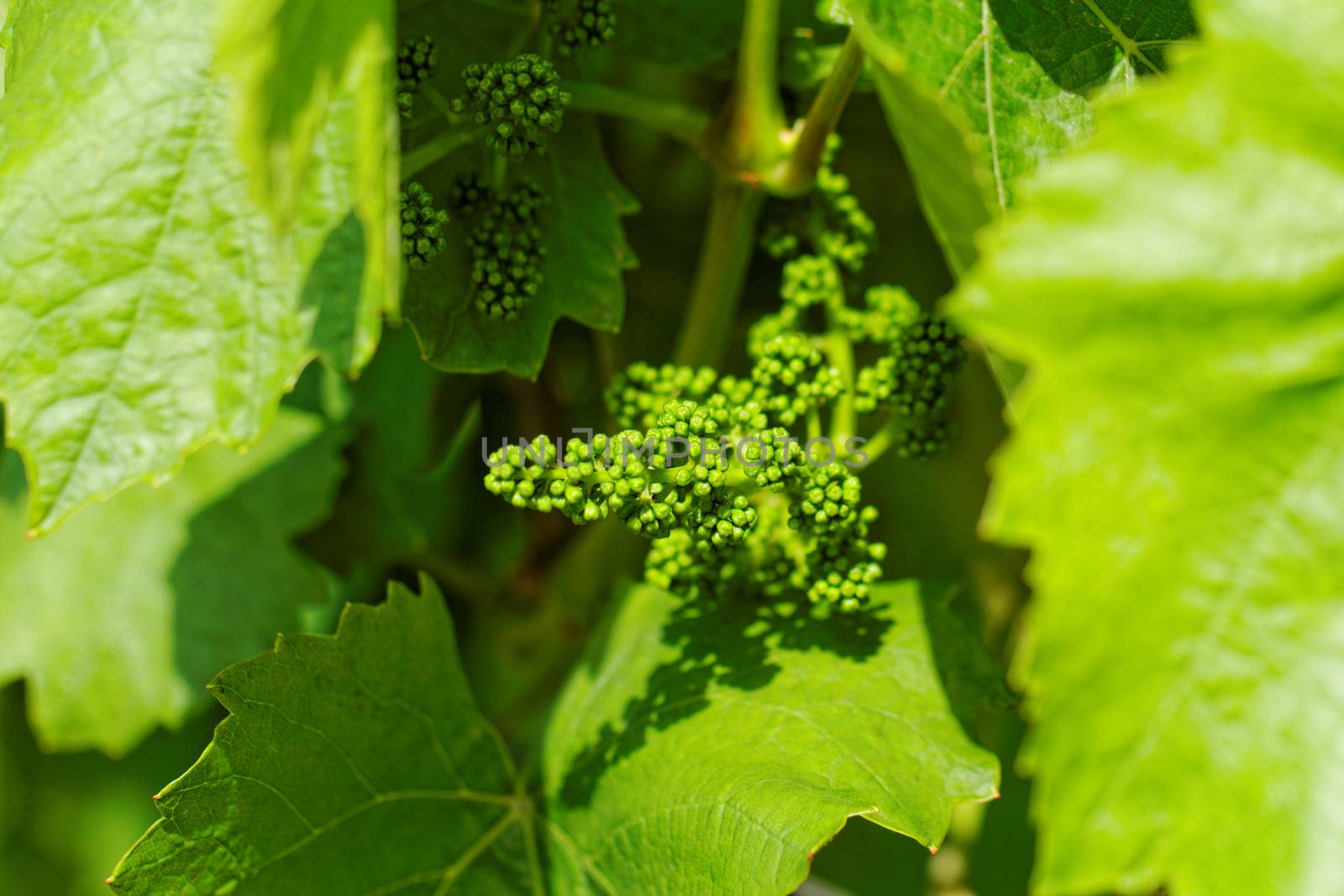 baby green grapes on the vine