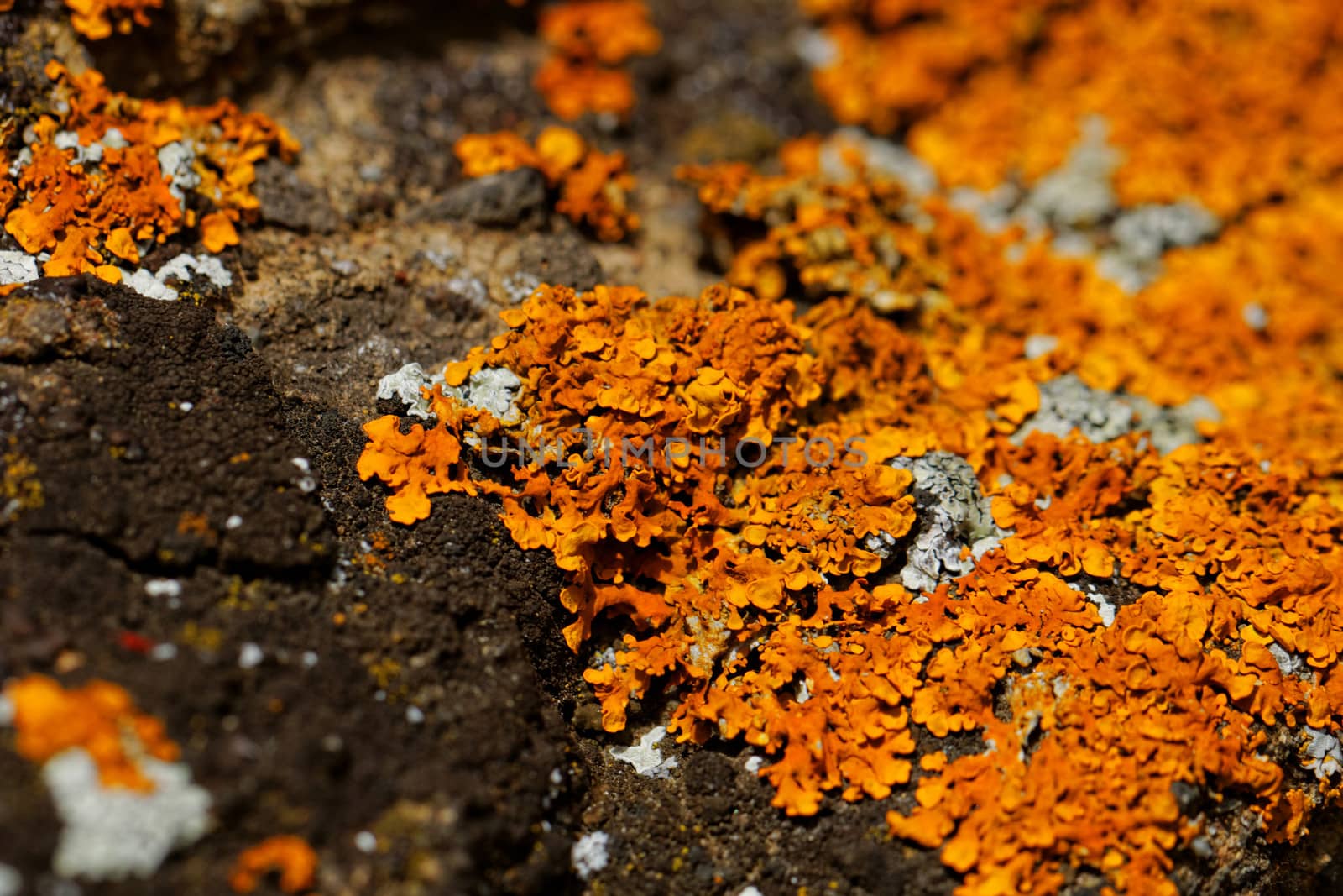 mushroom on the rocks by NagyDodo