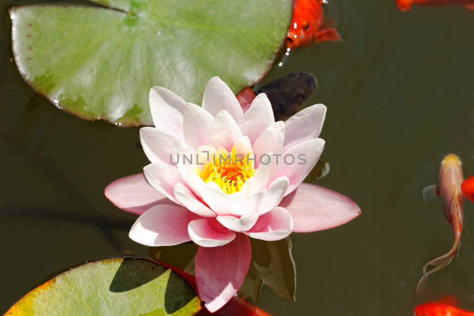 pink water lily in the lake with goldfish