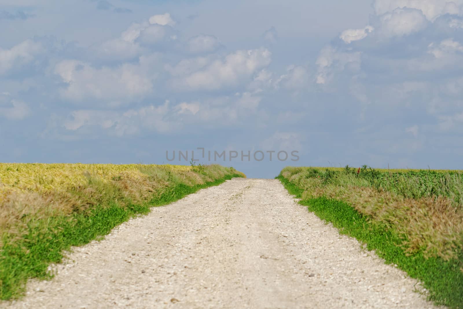 white road between two fields by NagyDodo