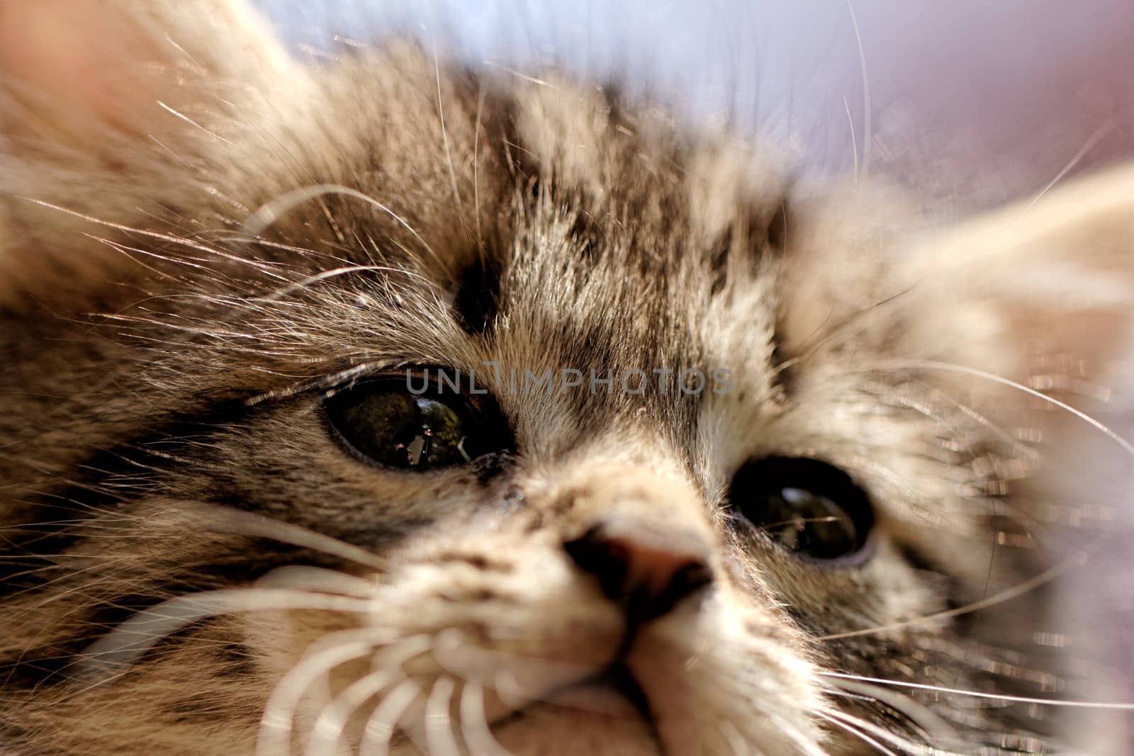 close up on a kittens face portrait