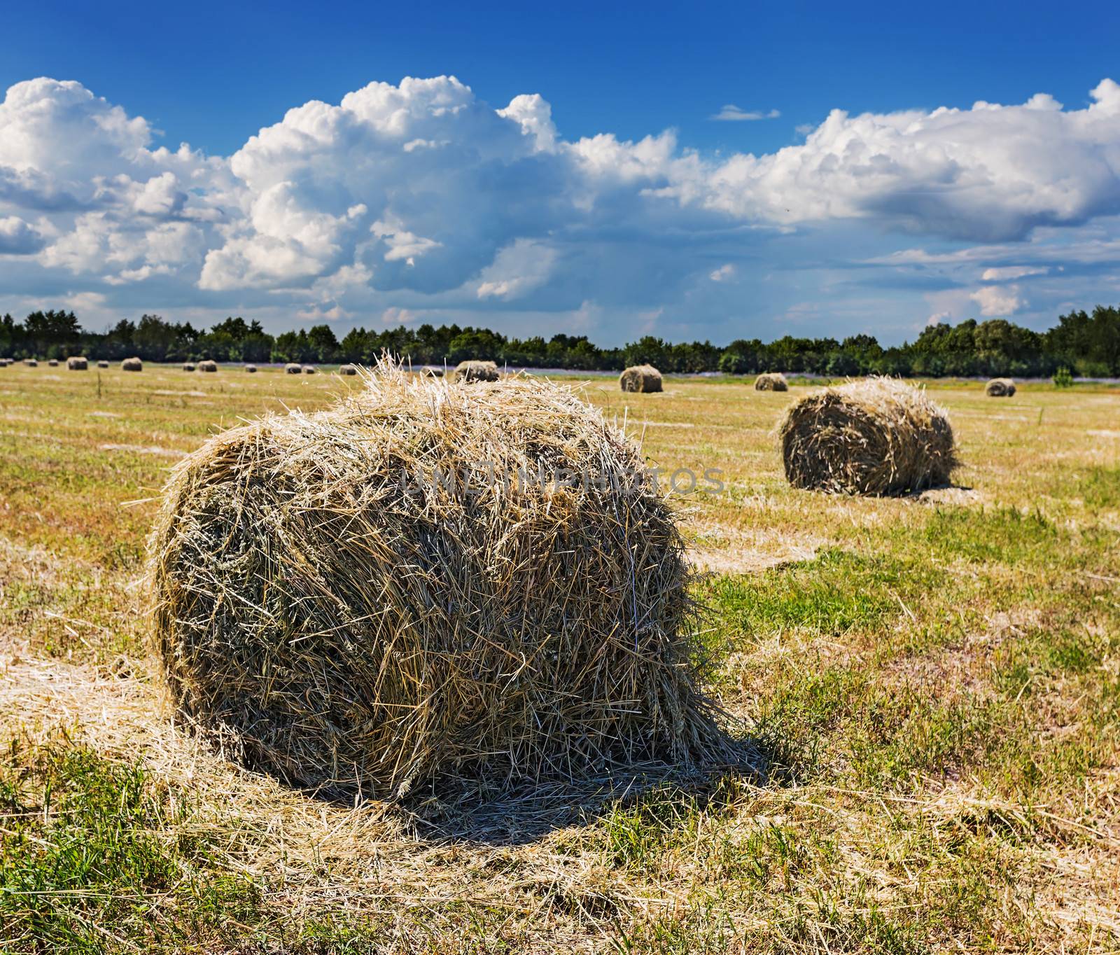 The harvested field with straw bales in summer