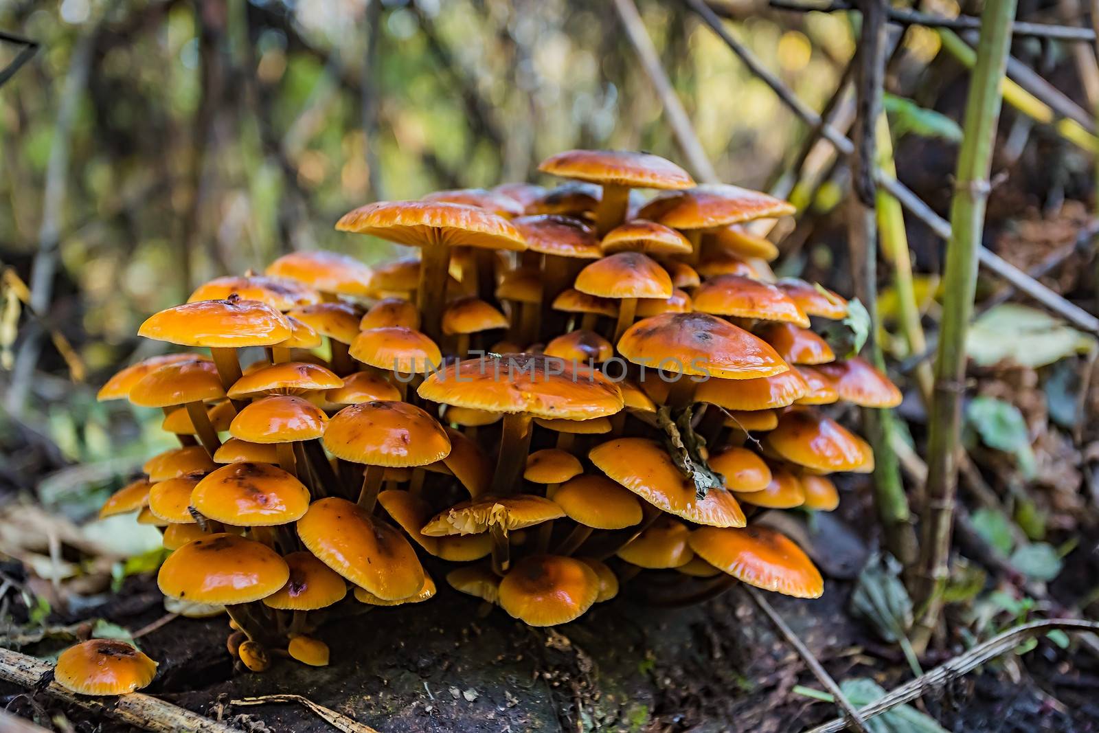 Group of mushrooms in the forest glade