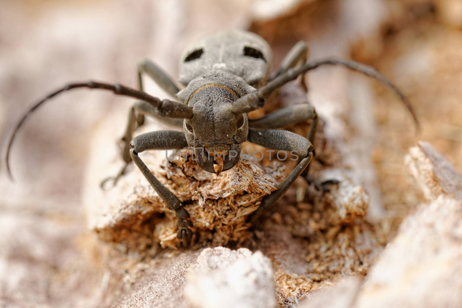 Macro portrait of the Capricorn Beetle in the nature