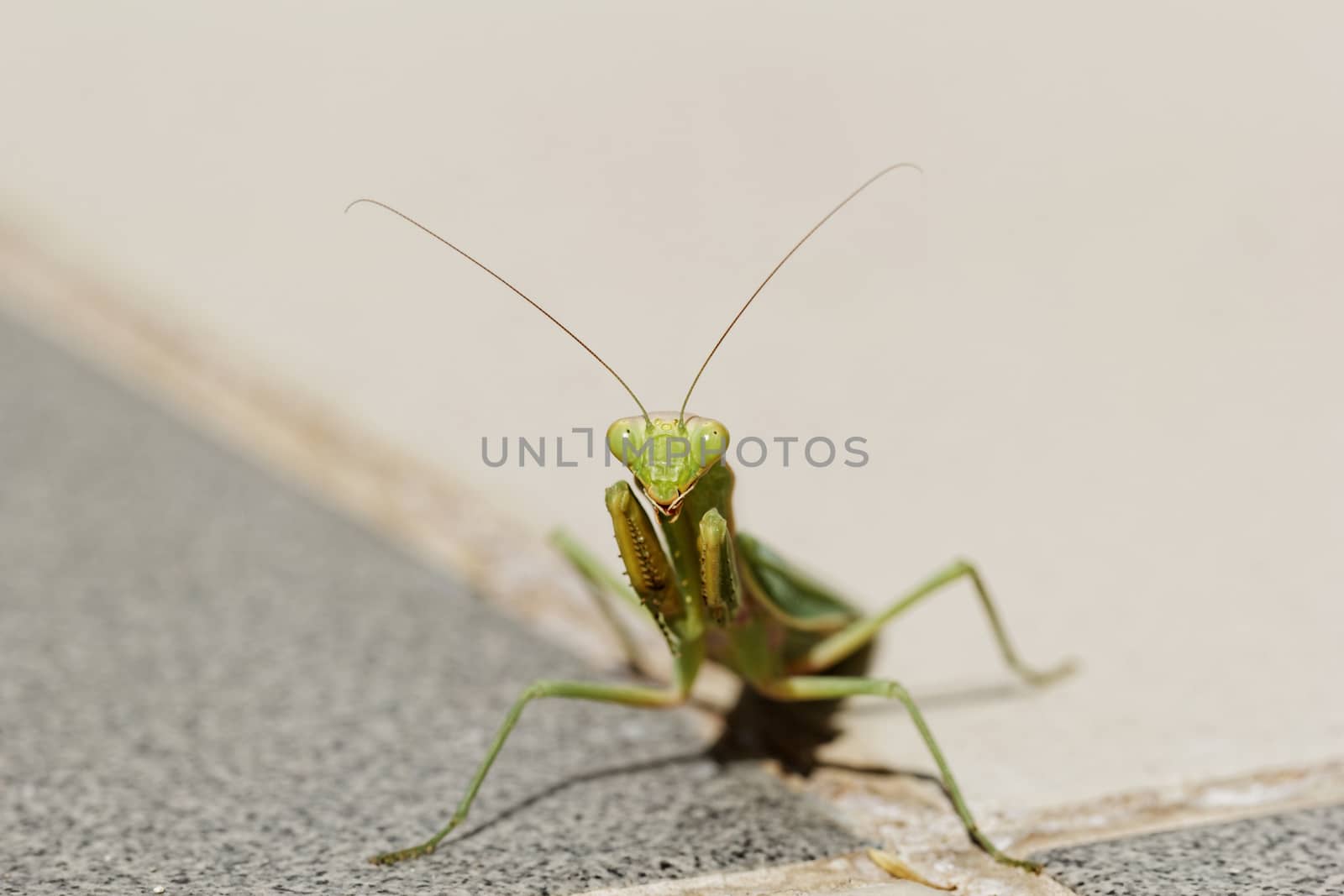Praying Mantis on the floor by NagyDodo