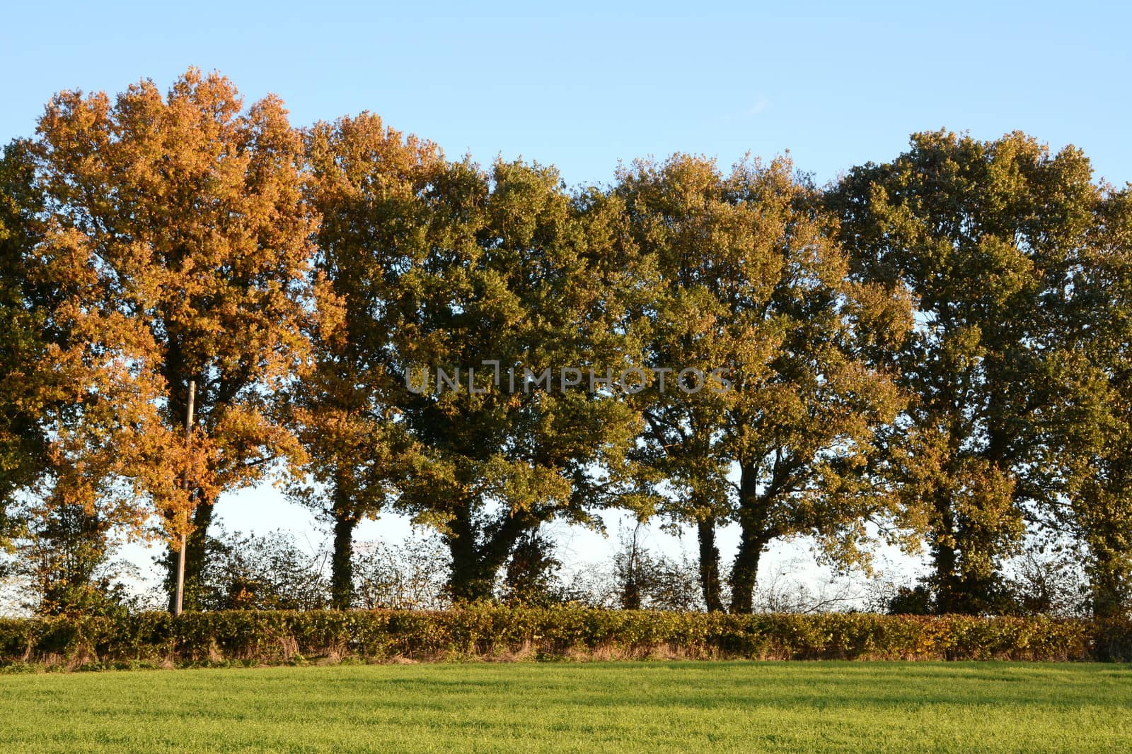 Trees turning to fall colours at the edge of a lush farm field
