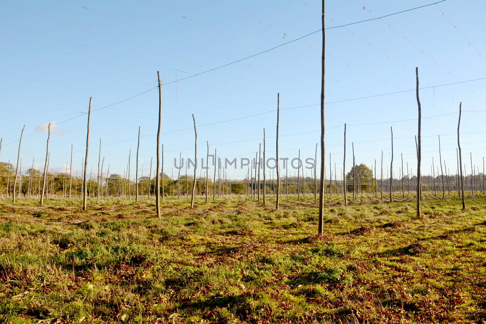 Autumn view of the empty poles and wires of a hop garden in Kent