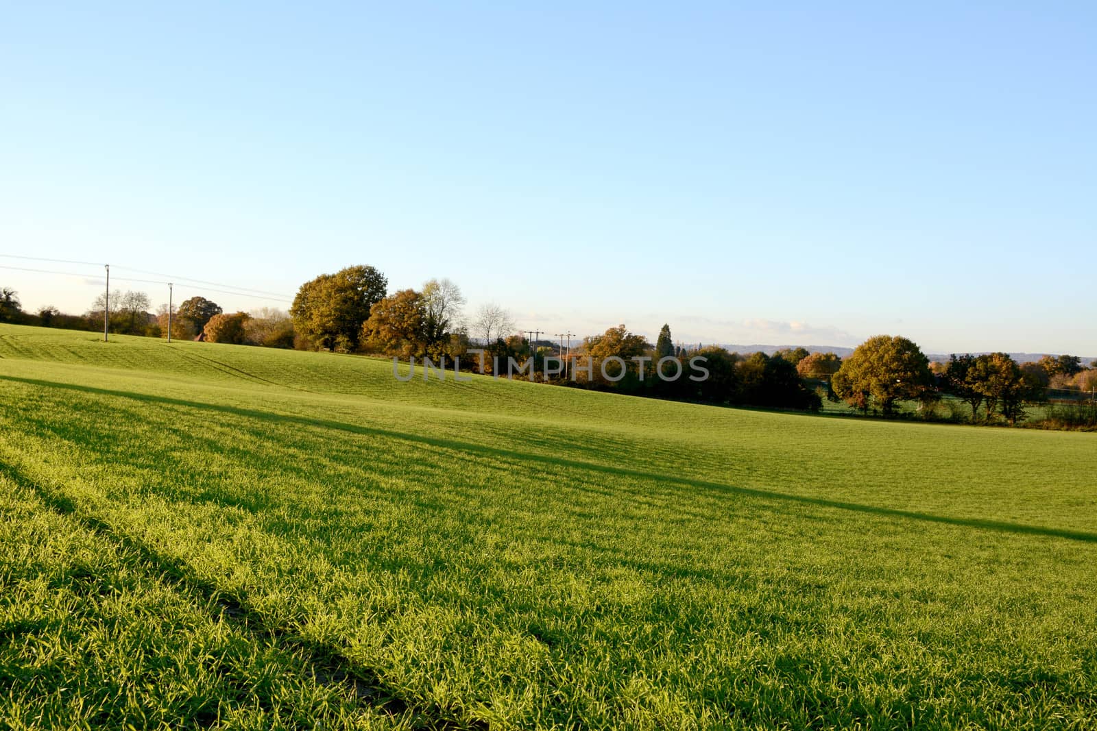 Lush green farm field in warm autumn sunlight