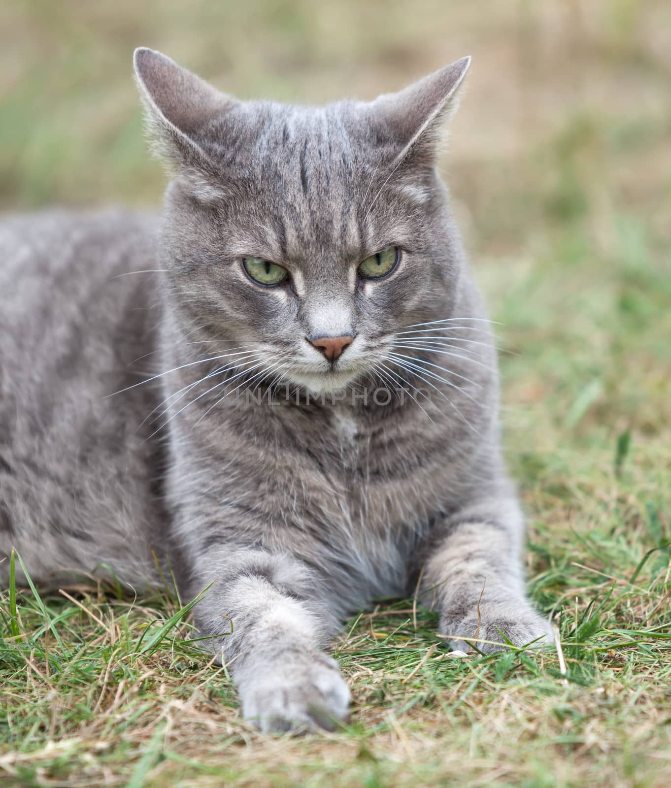 gray kitten playing outdoors by palinchak