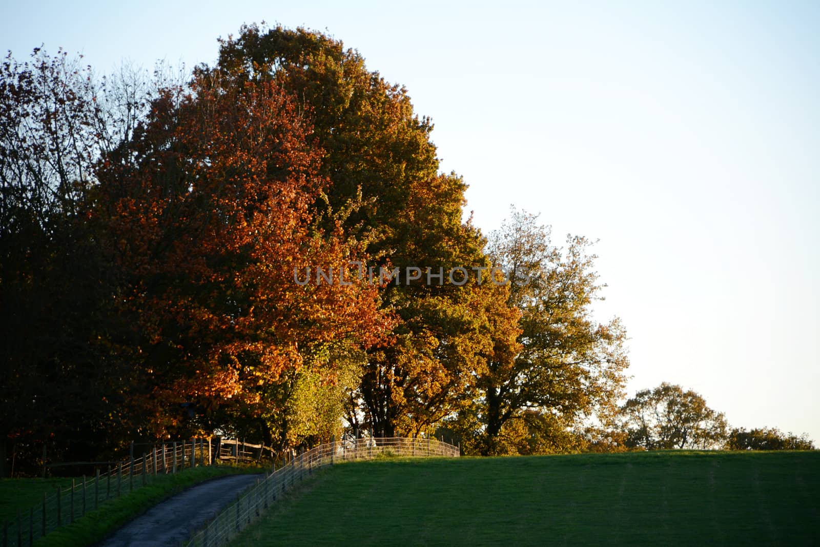 Autumnal maple and oak trees on a hilltop lit by the setting sun
