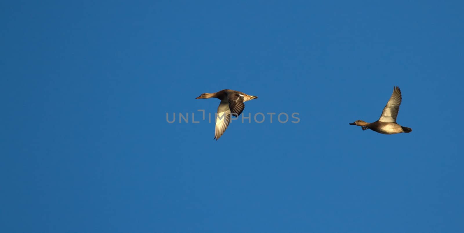 Two pochard ducks flying in deep blue sky by sunset