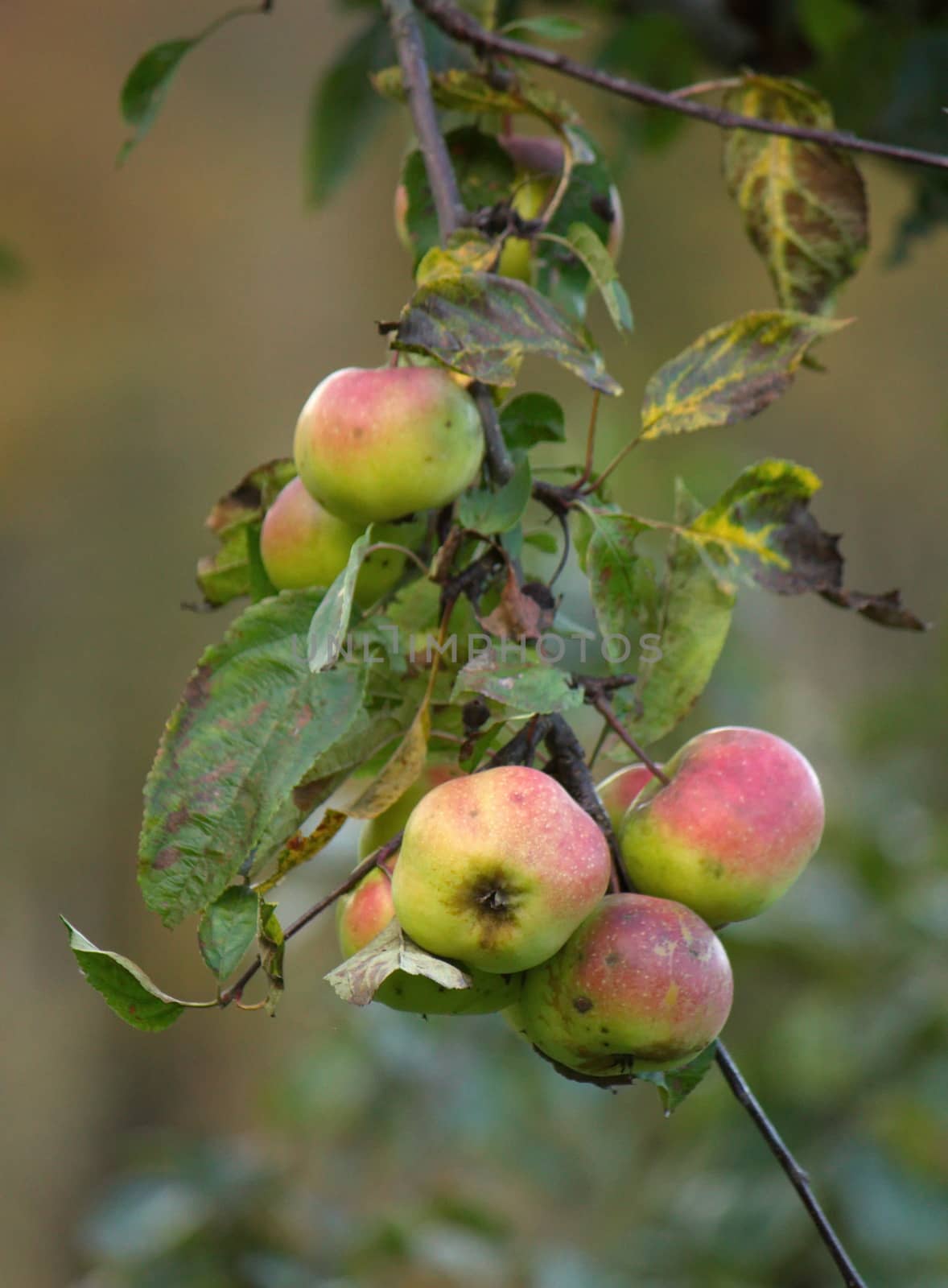 Red and green apples (malus domestica) on tree