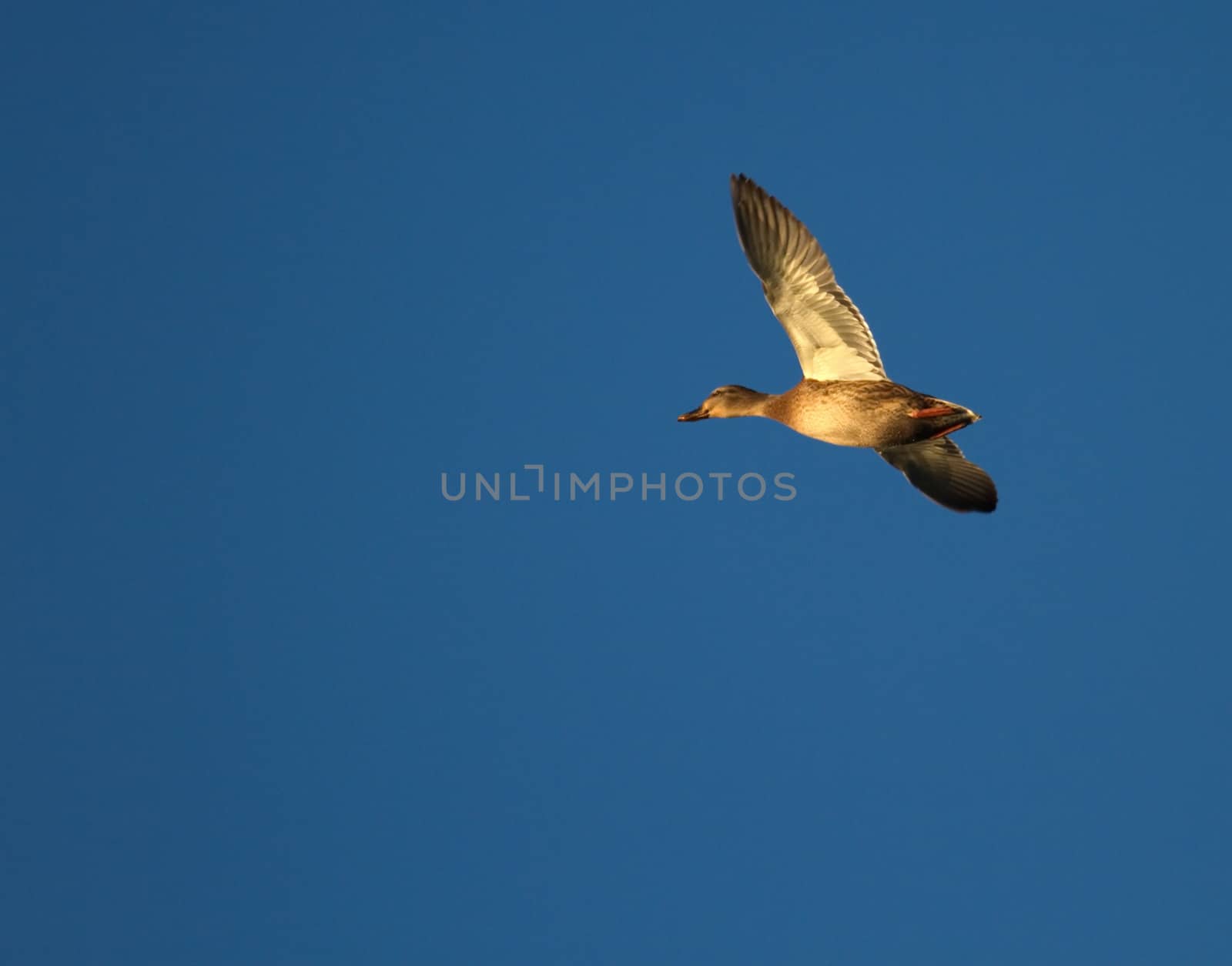 Female mallard duck flying by Elenaphotos21