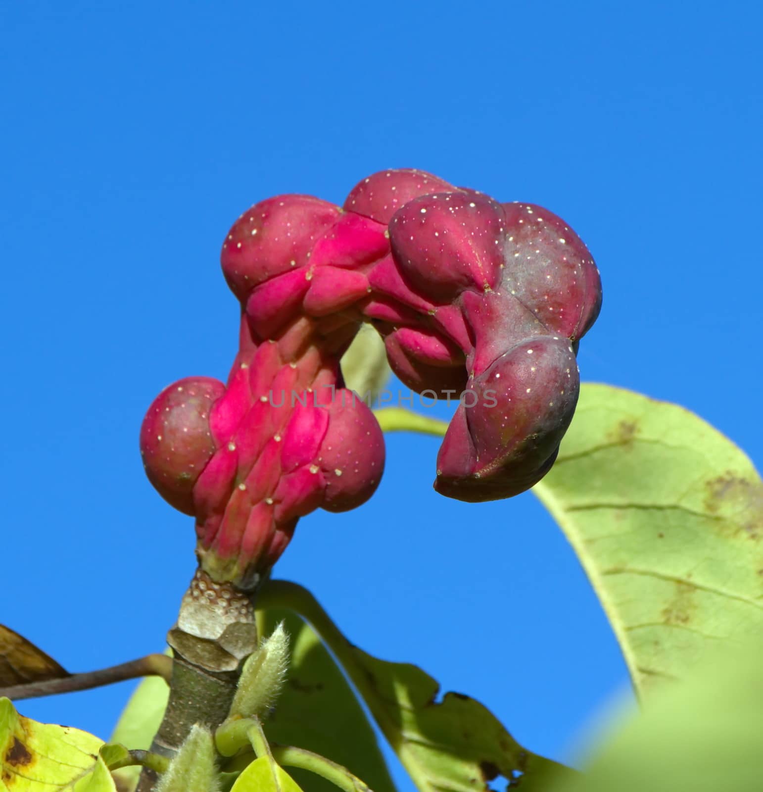 Magnolia Sayonara seed pods in deep blue sky