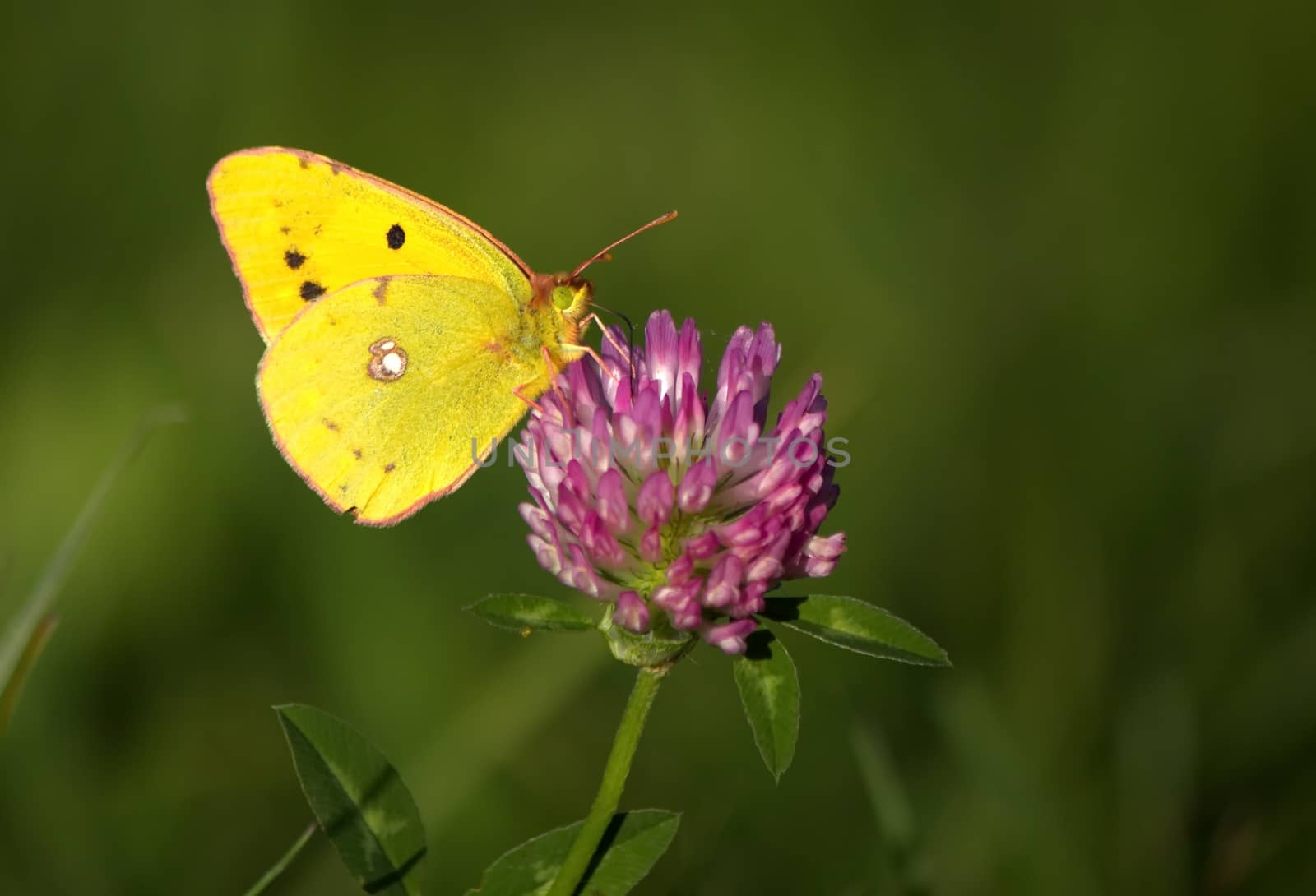 Clouded yellow butterfly by Elenaphotos21