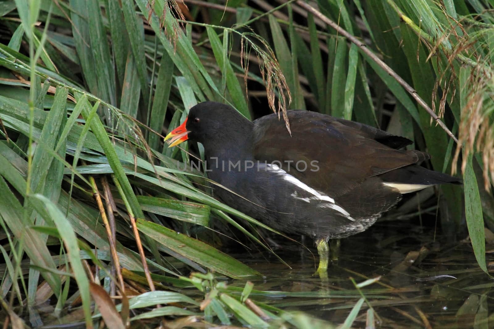 Moorhen on water looking for food next to grass