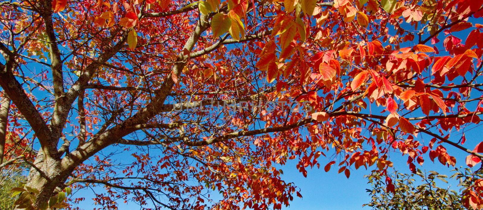 Close up on red autumn tree and deep blue sky