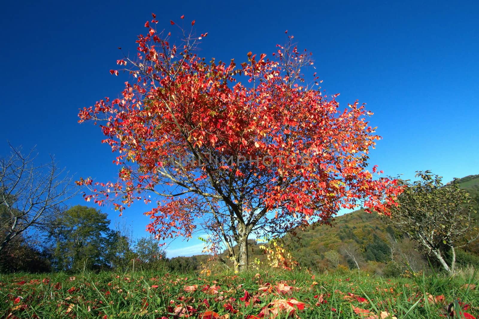 Alone red autumn tree on hill and deep blue sky