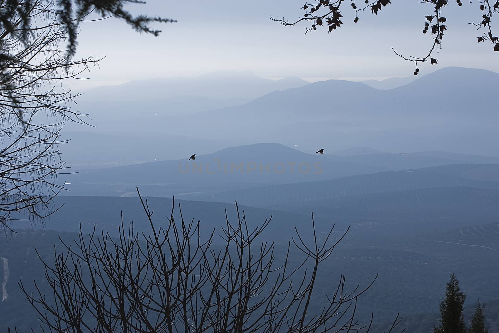 Landscape of blue mountains framed by dry branches from Ubeda, Jaen province, Spain
