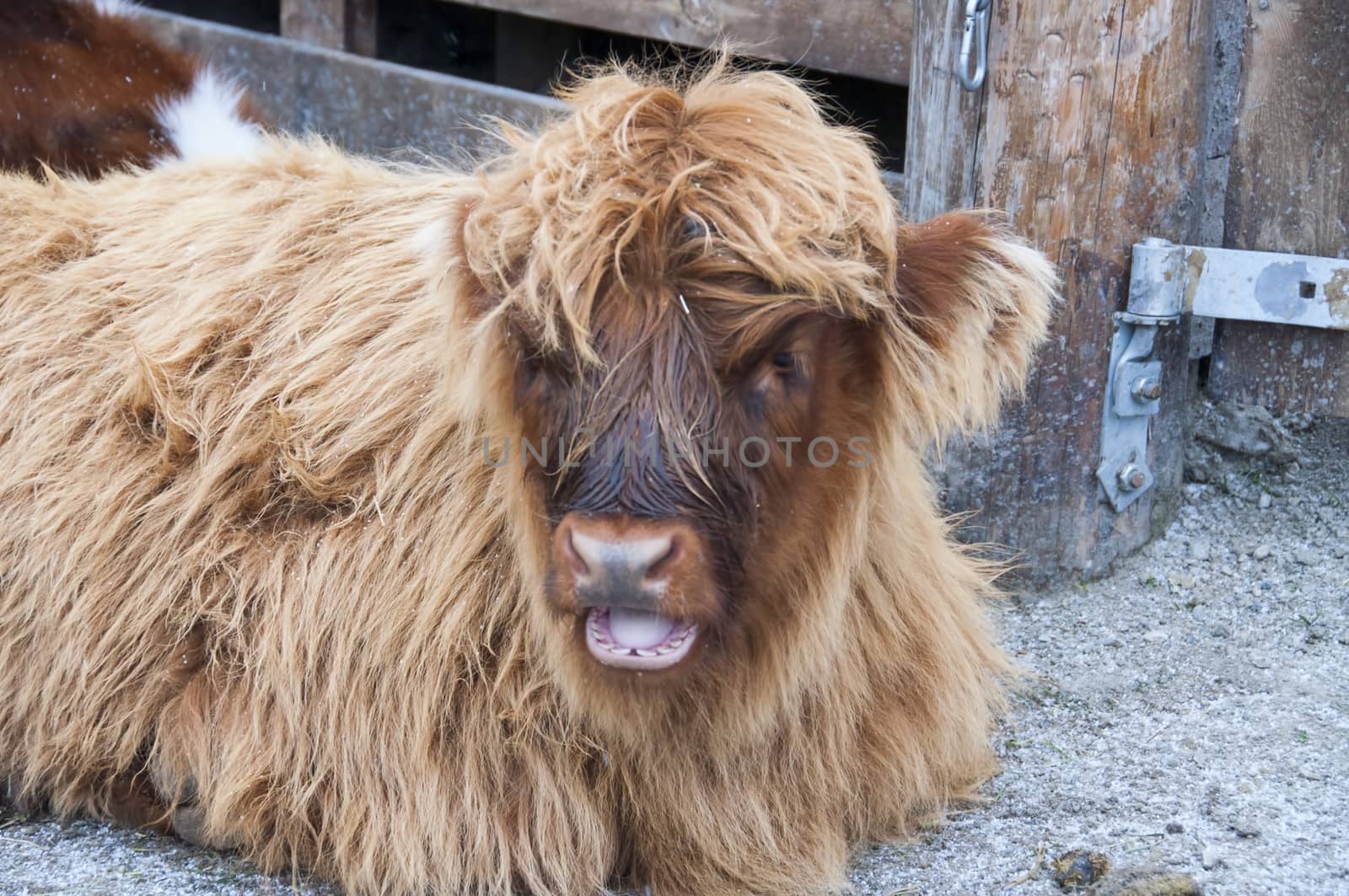 A young yak bull lying on the ground