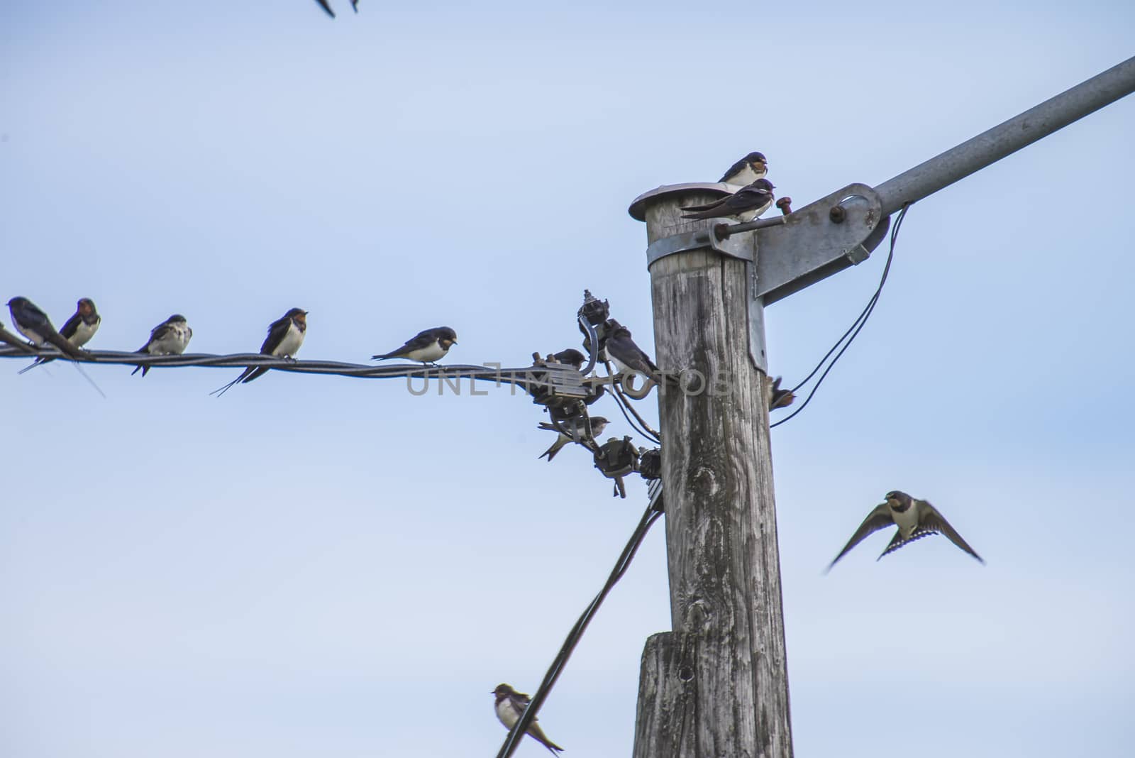 swallows hirundinidae, on a wire by steirus