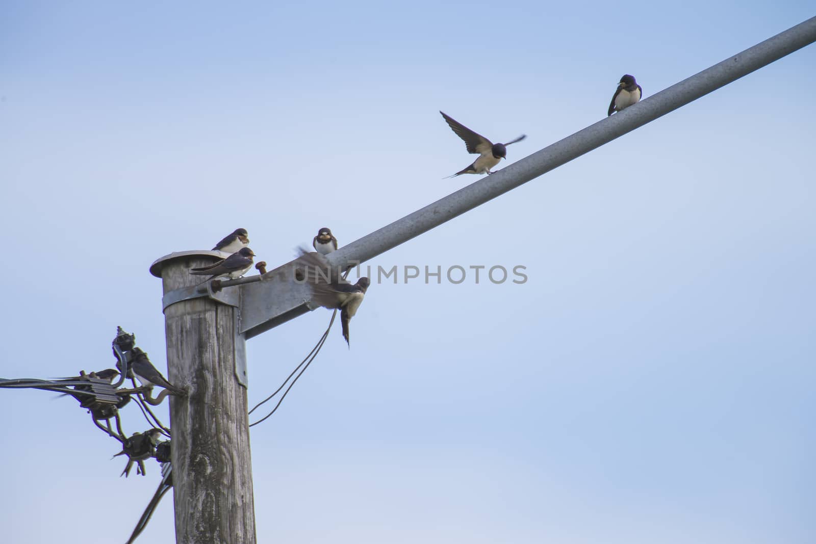 swallows hirundinidae, on a wire by steirus