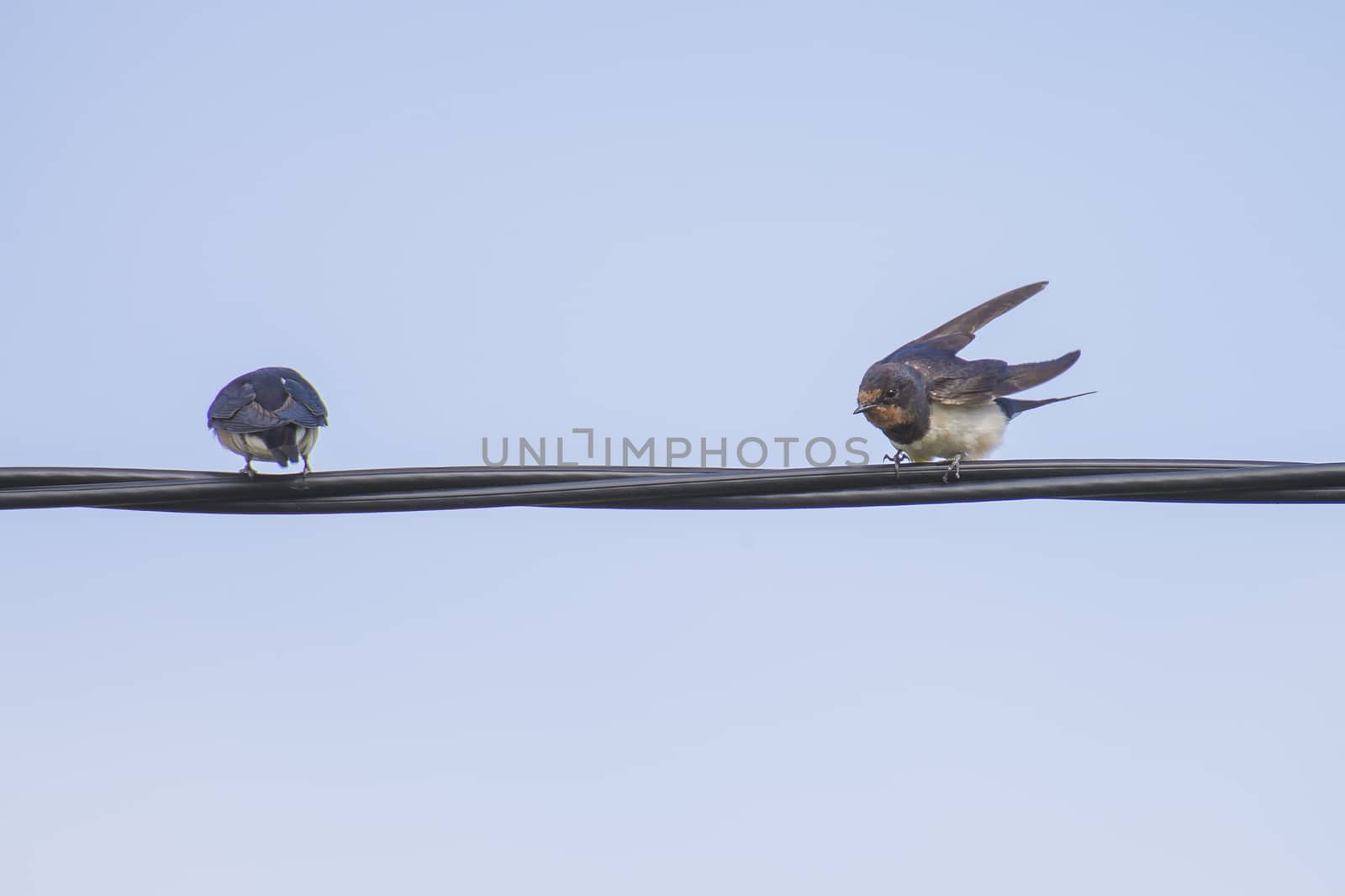 swallows hirundinidae, on a wire by steirus