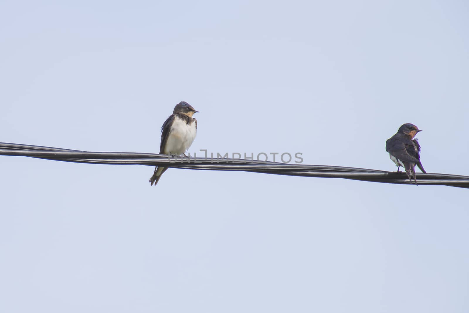 swallows hirundinidae, on a wire by steirus