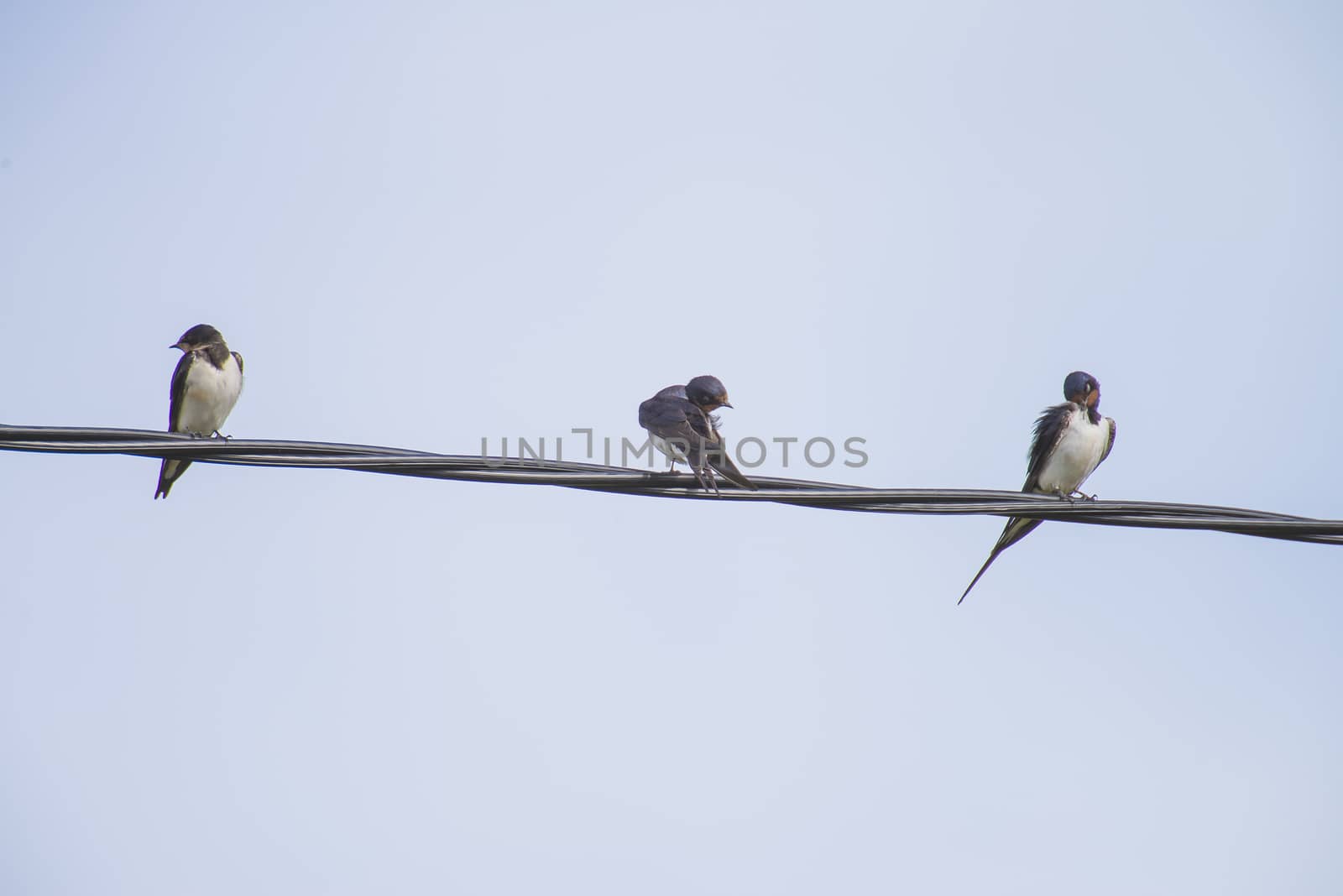 swallows hirundinidae, on a wire by steirus