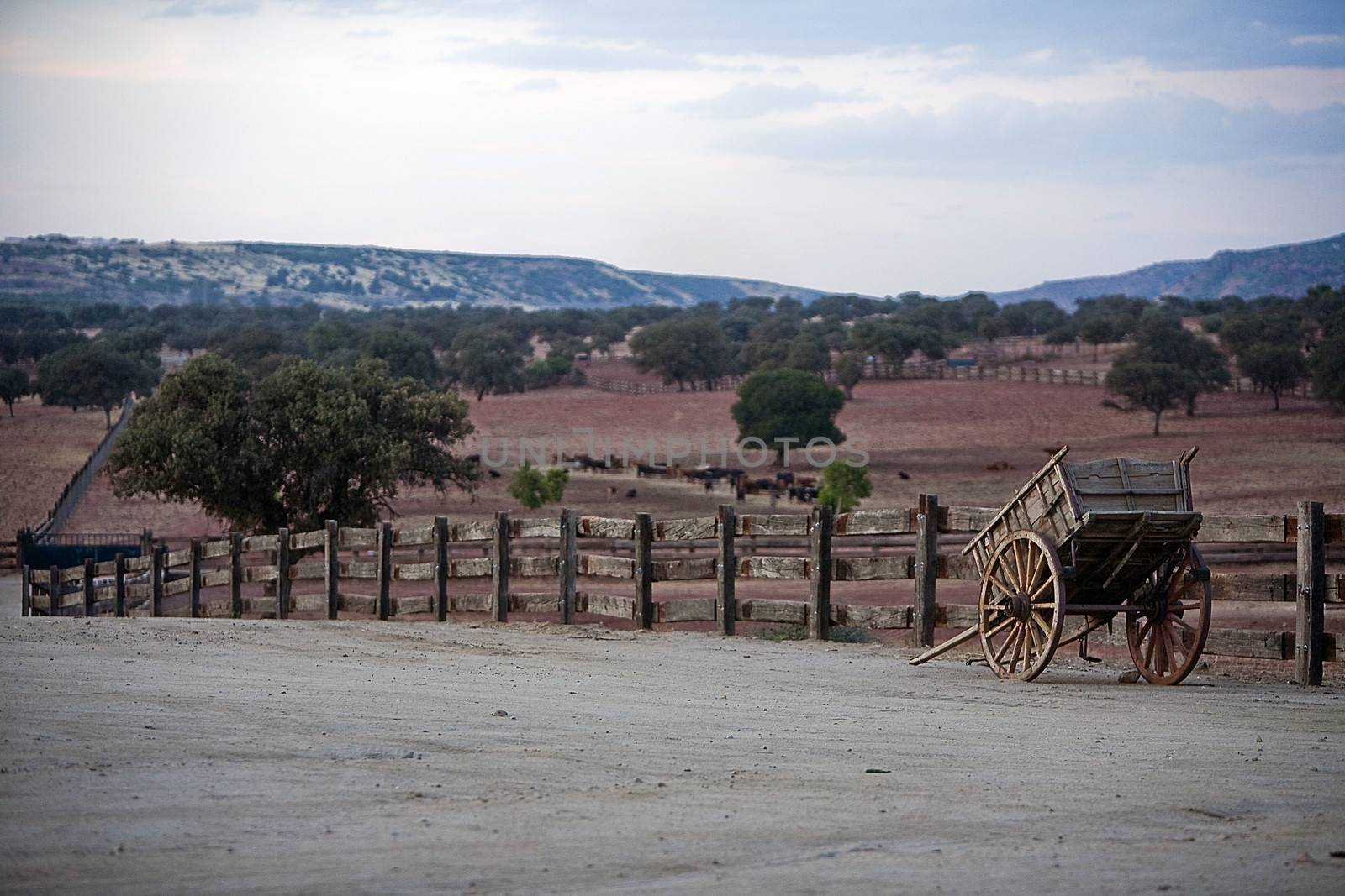 Carriage of wood, Spain