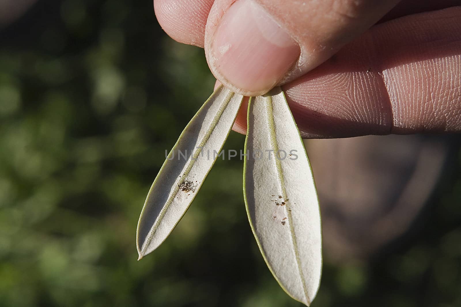 olive leaf infected by "repilo", The repilo is a disease caused by the fungus Cycloconium oleaginum and is regarded as the mycosis of the olive tree more widespread in all regions of Spain and the rest of the olive grove countries