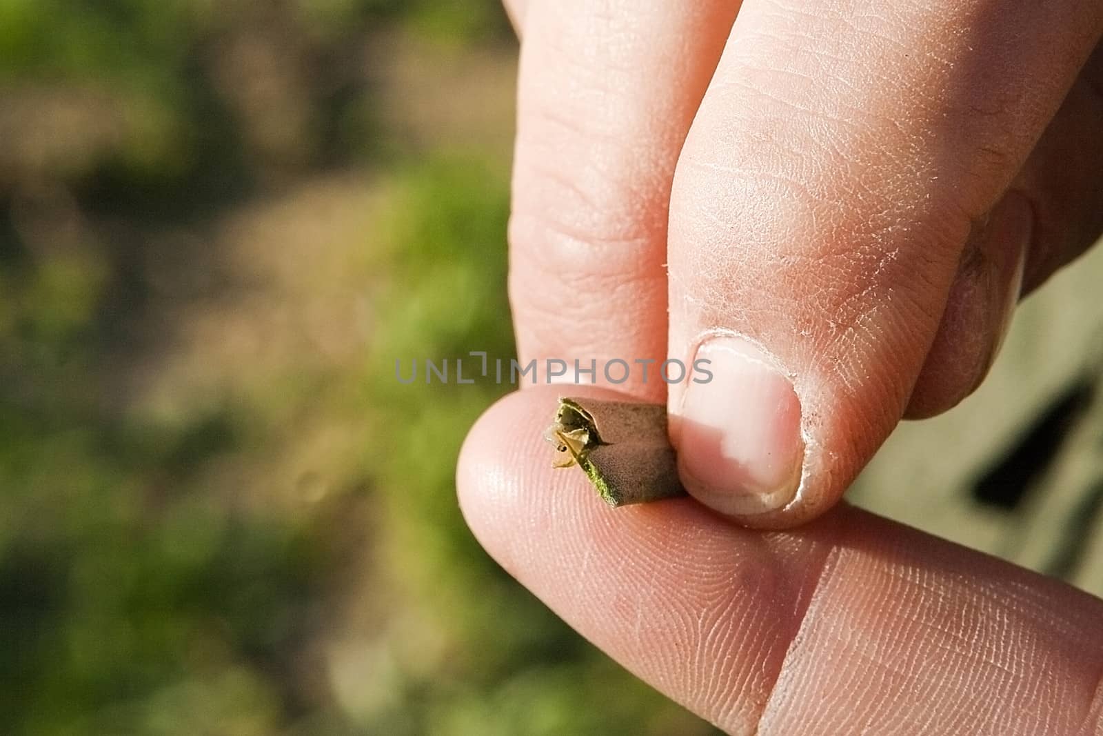 olive leaf infected by "repilo", The repilo is a disease caused by the fungus Cycloconium oleaginum and is regarded as the mycosis of the olive tree more widespread in all regions of Spain and the rest of the olive grove countries