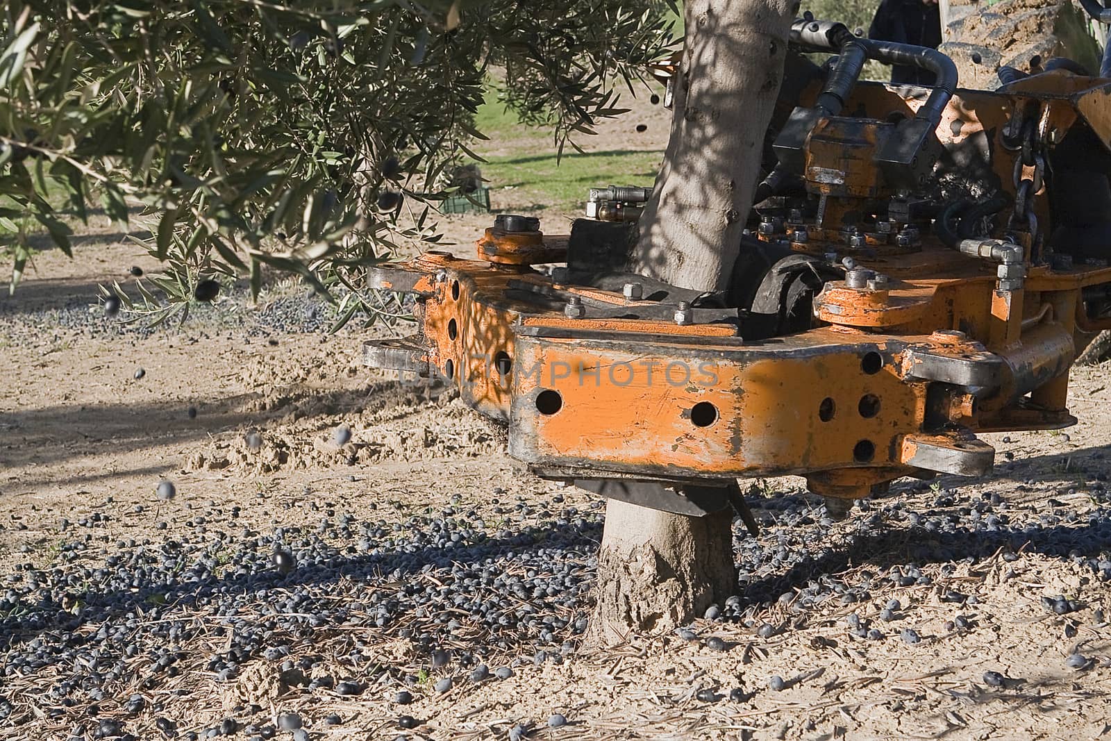 Vibrating machine in an olive tree, Jaen, Spain