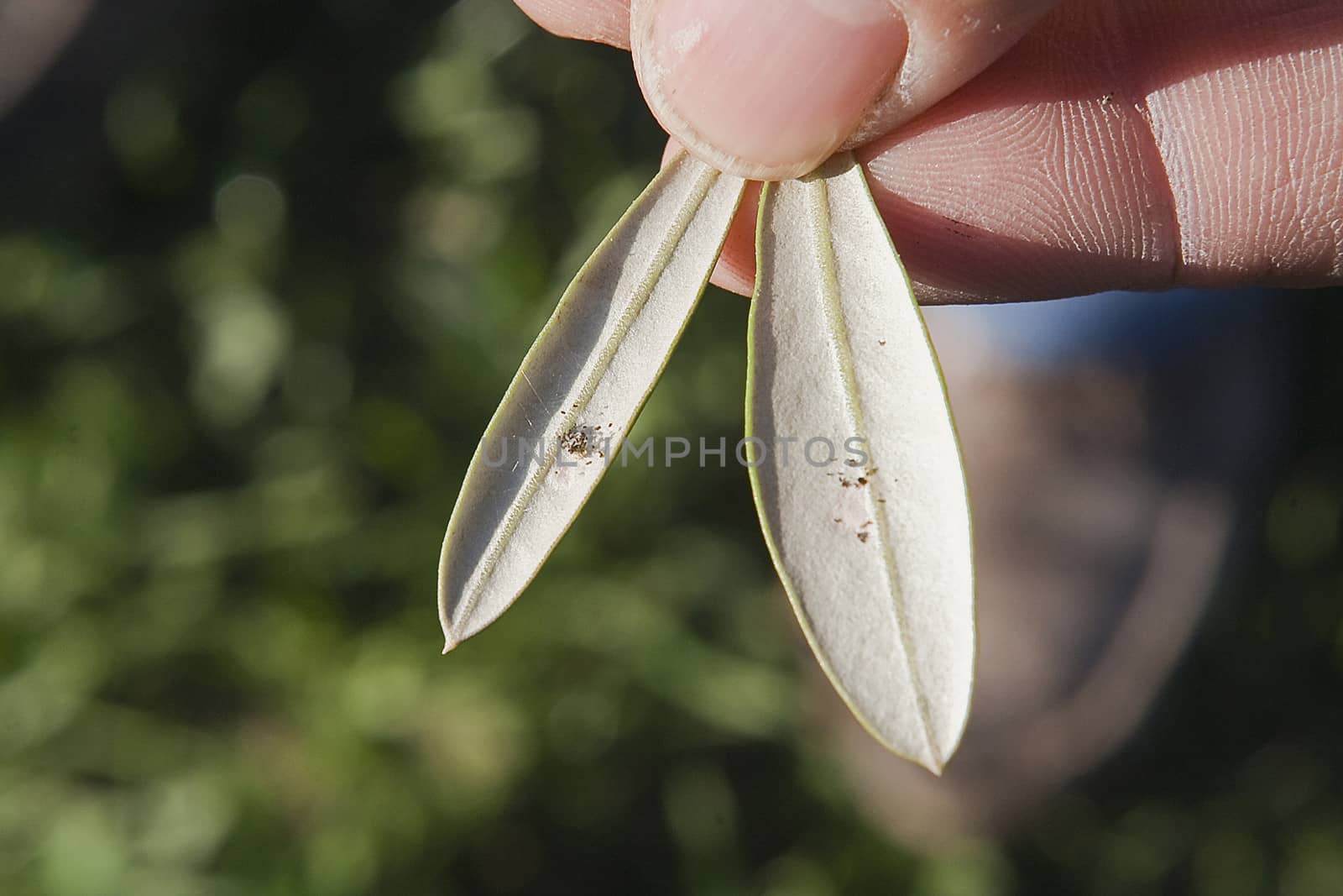 olive leaf infected by "repilo", The repilo is a disease caused by the fungus Cycloconium oleaginum and is regarded as the mycosis of the olive tree more widespread in all regions of Spain and the rest of the olive grove countries