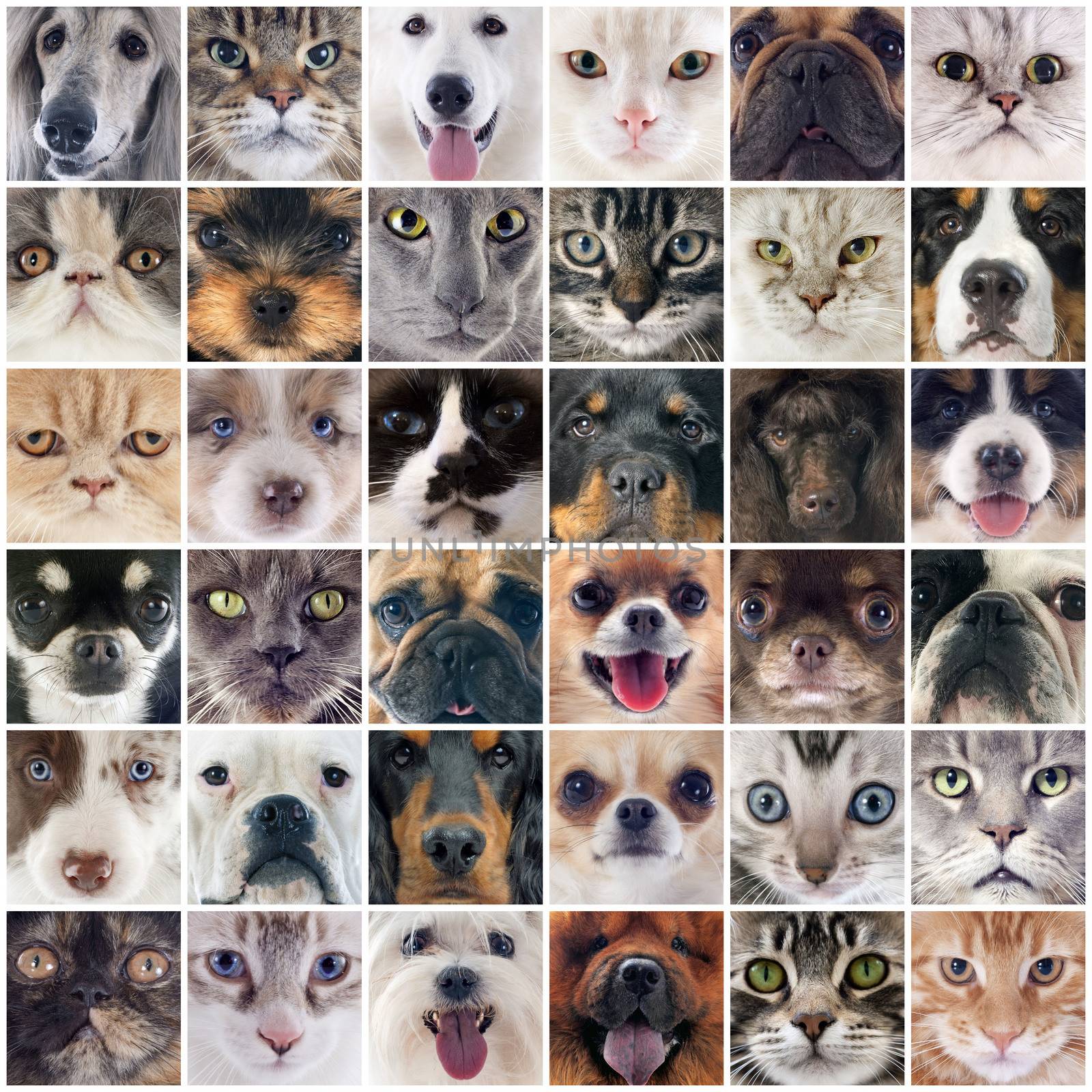 group of purebred dogs and cats on a photography montage