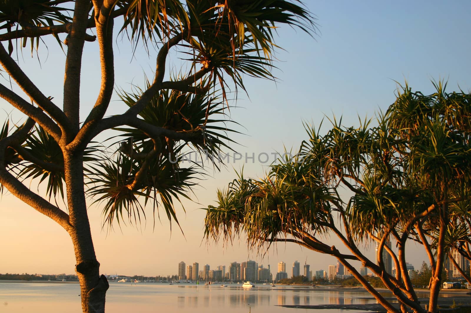 Ancient pandanus trees by the water in the early morning light.