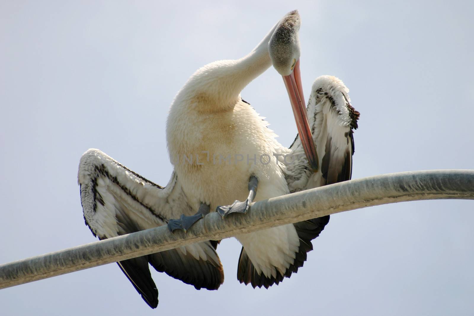 Large pelican standing and preening itself on a perch.