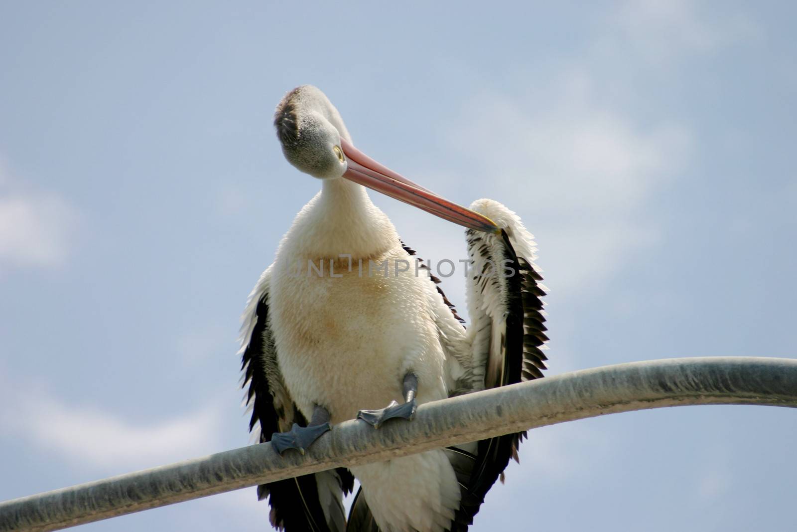 Large pelican standing and preening itself on a perch.