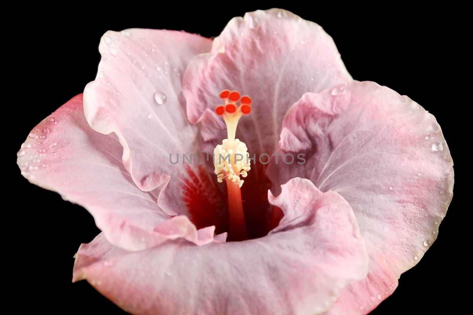 Beautiful pink hibiscus covered in rain drops.