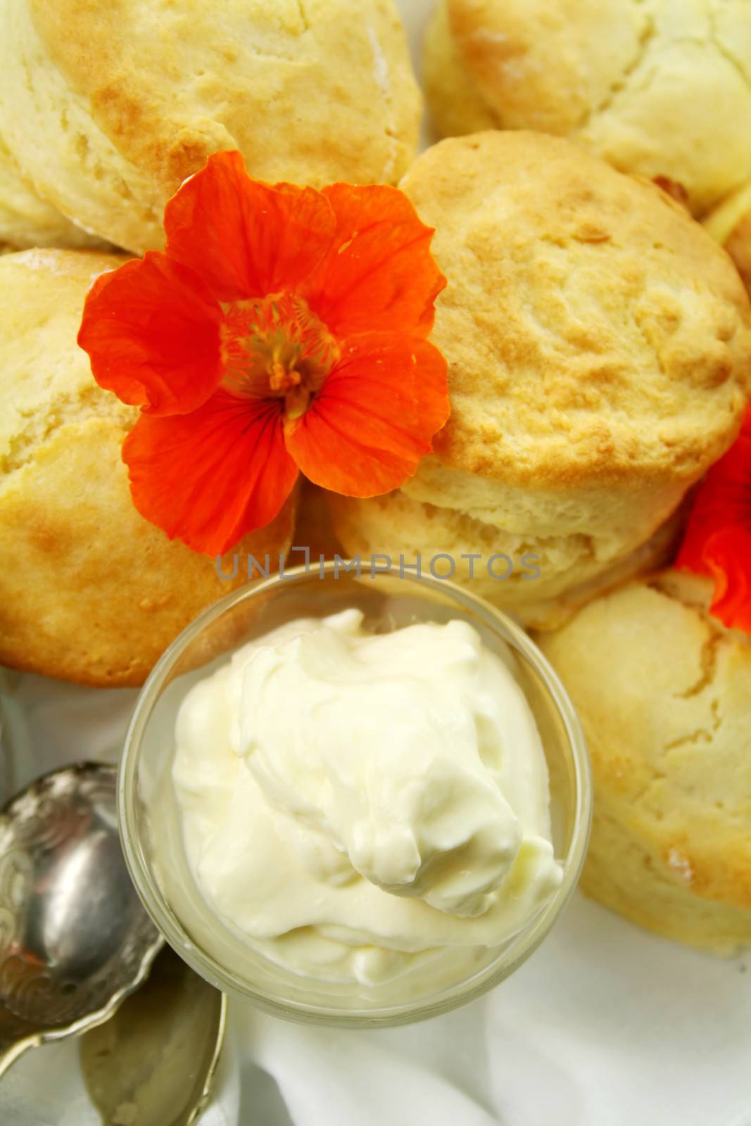 Fresh baked scones with whipped cream and a nasturian flower.