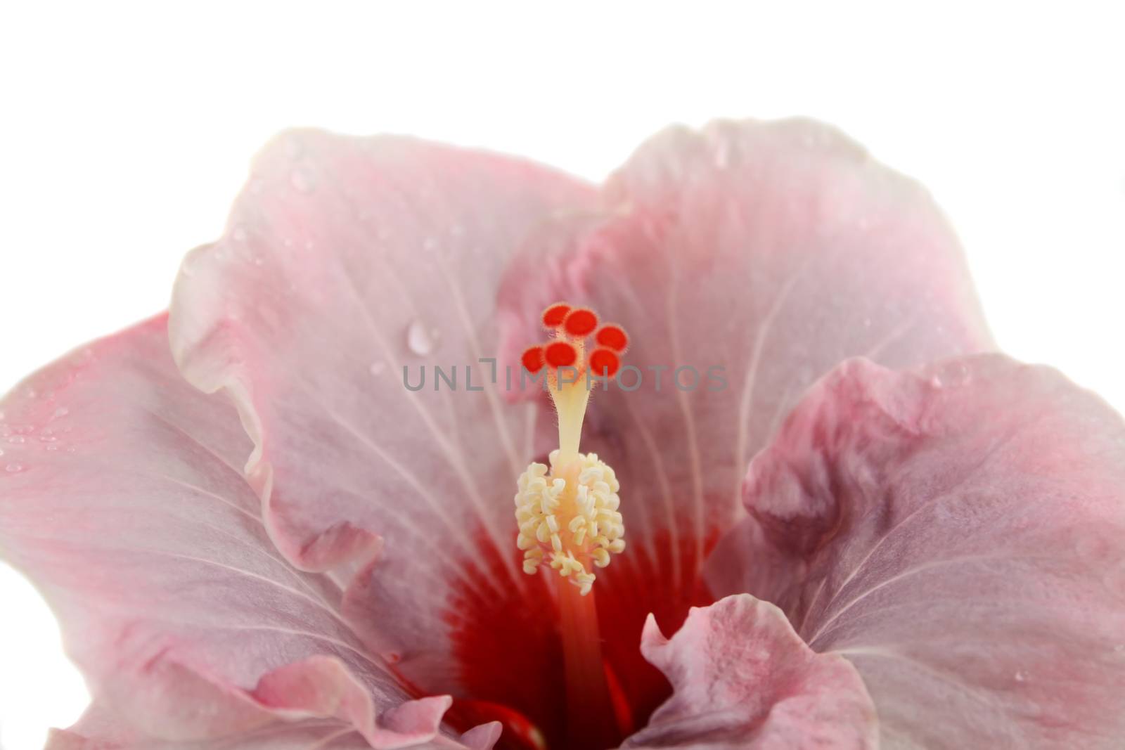 Beautiful pink hibiscus covered in rain drops.