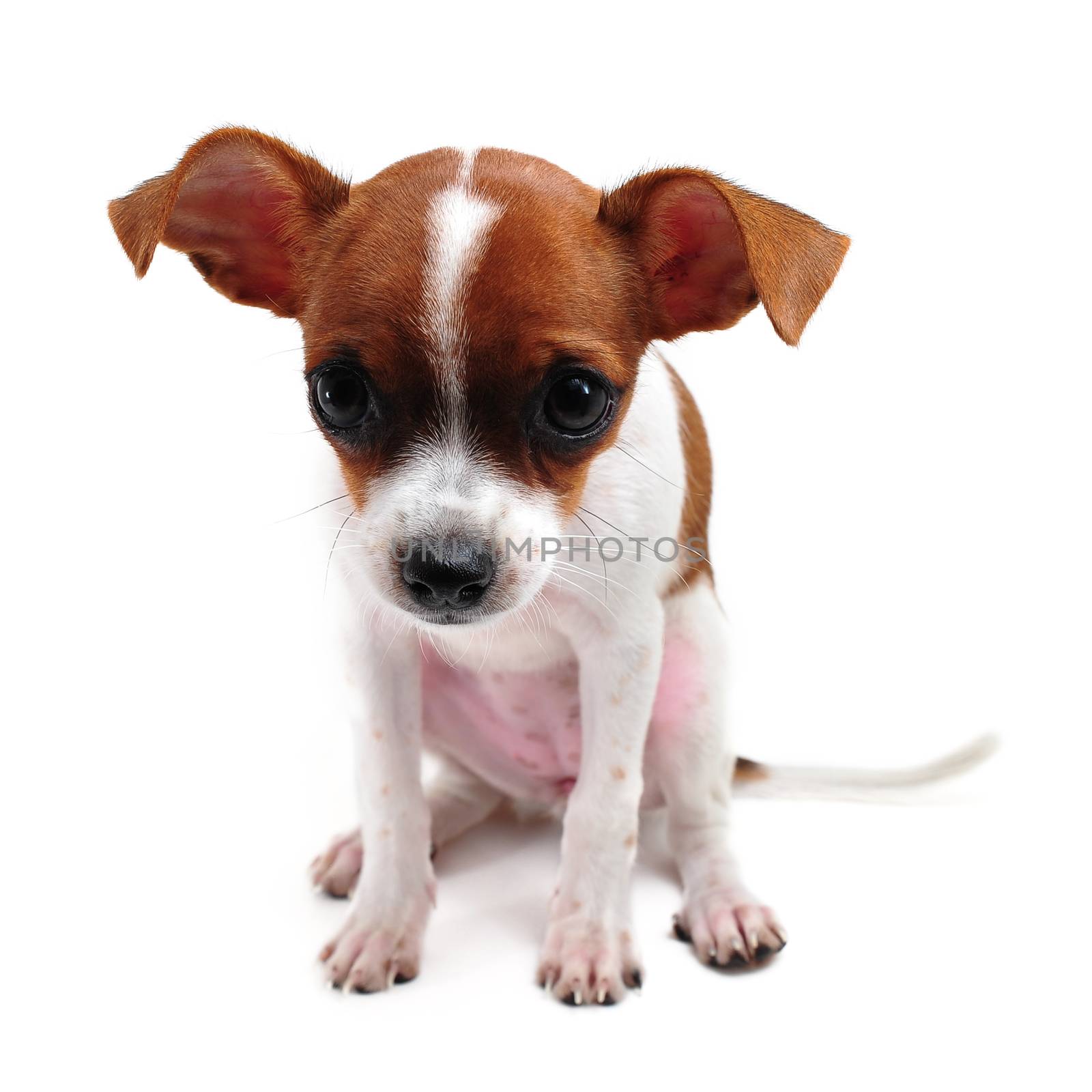 chihuahua isolated on white