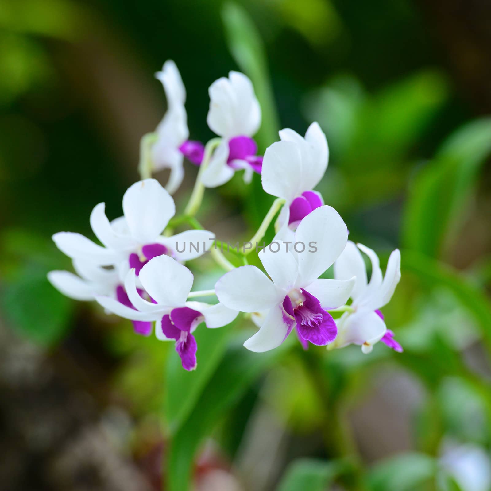 Orchids by antpkr