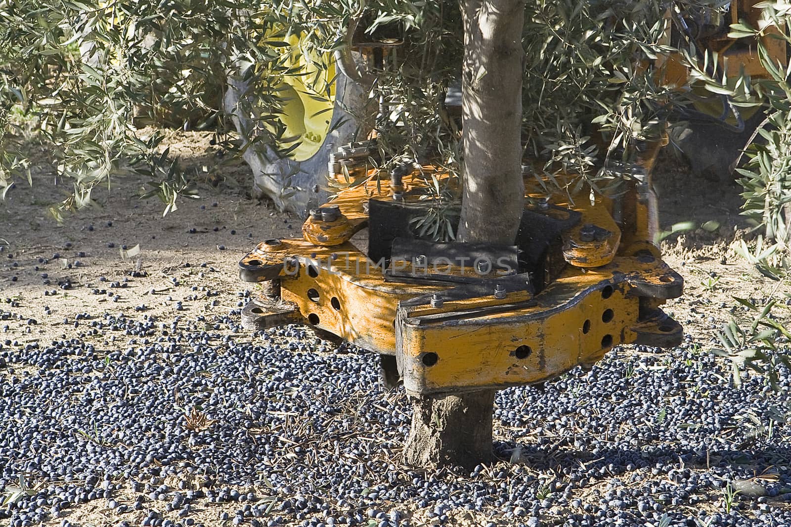 Vibrating machine in an olive tree, Jaen, Spain