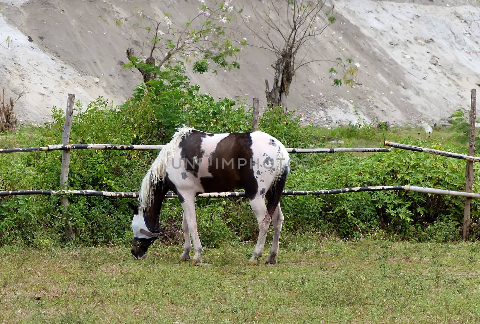 a striped and spotted horse grazing in the grass field